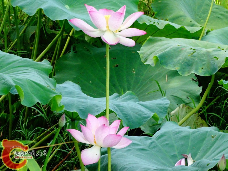 DSC00624.jpg