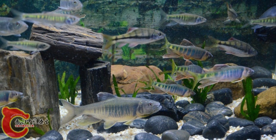 鱲缸.jpg