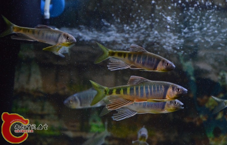 鱲8.jpg