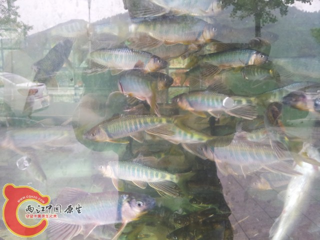 20140811_120007 (640x480).jpg