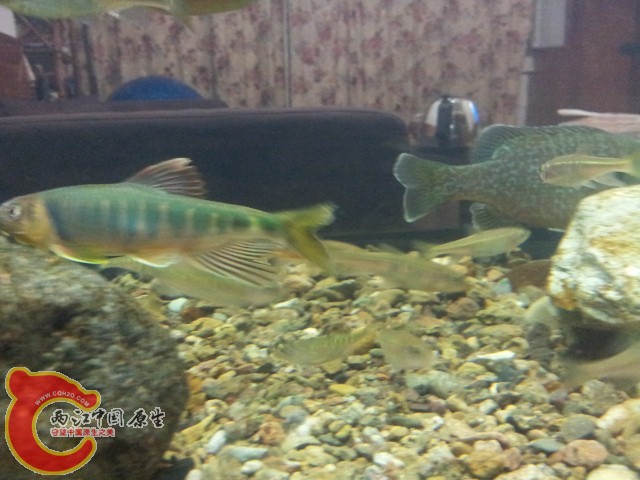 20140815_021210 (640x480).jpg