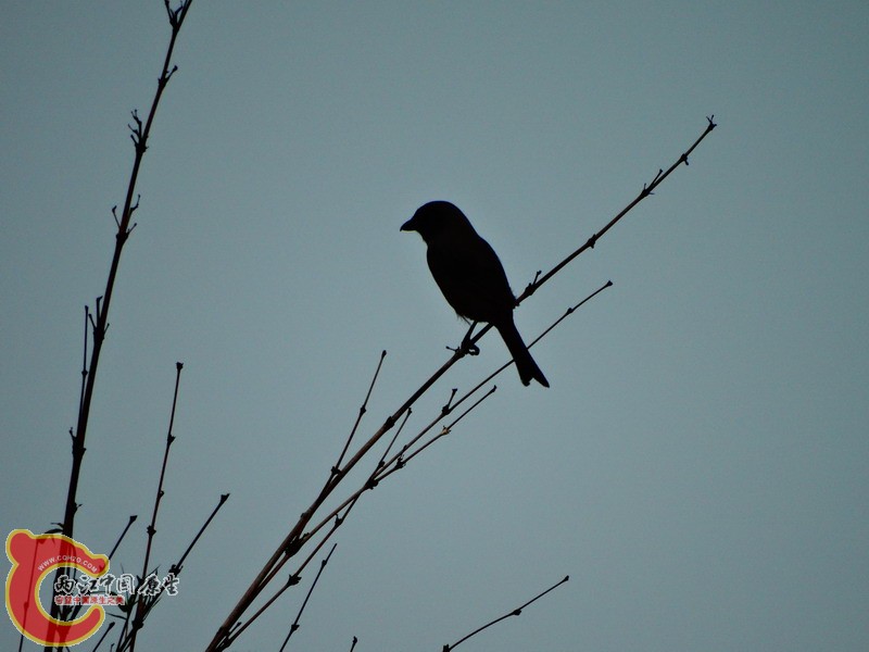 DSC00572.jpg