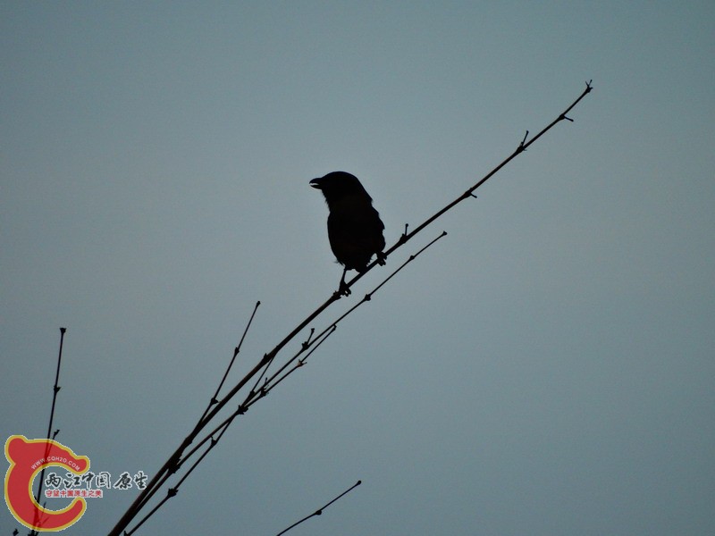 DSC00571.jpg
