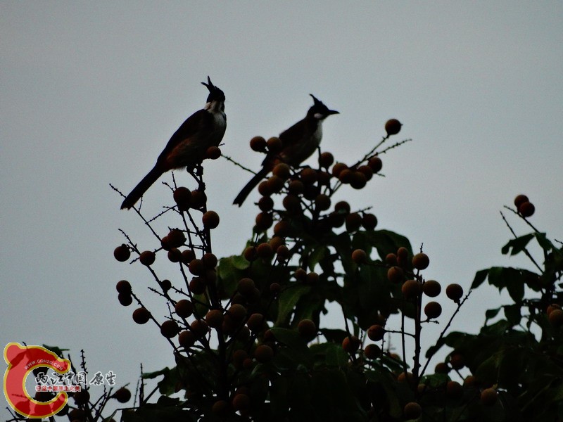 DSC00574.jpg
