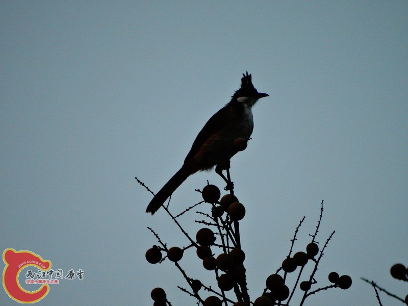 DSC00575.jpg