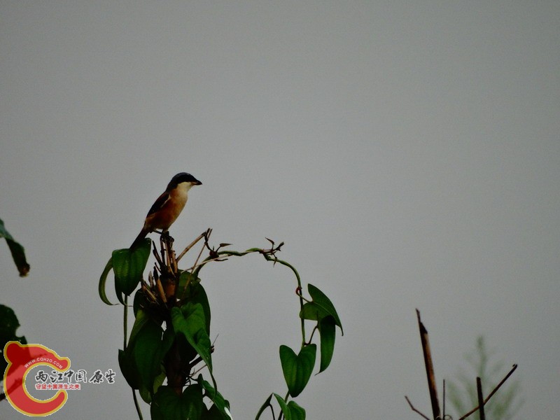 DSC00630.jpg