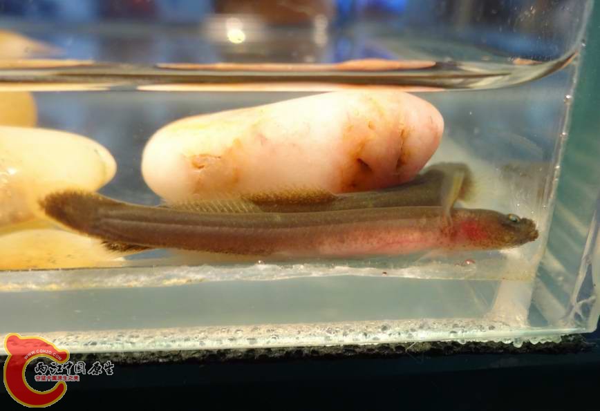 竿虾虎鱼Luciogobius guttatus (1).JPG