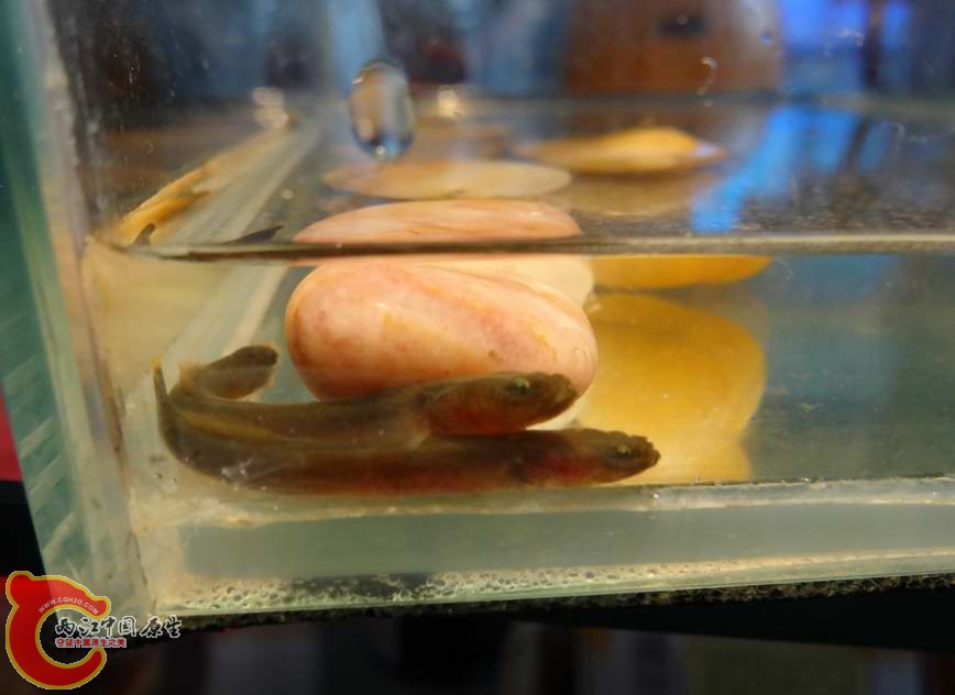 竿虾虎鱼Luciogobius guttatus (2).JPG