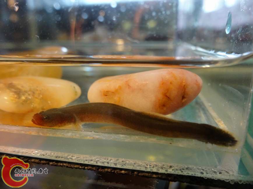 竿虾虎鱼Luciogobius guttatus (3).JPG