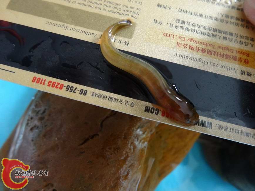 竿虾虎鱼Luciogobius guttatus (4).JPG