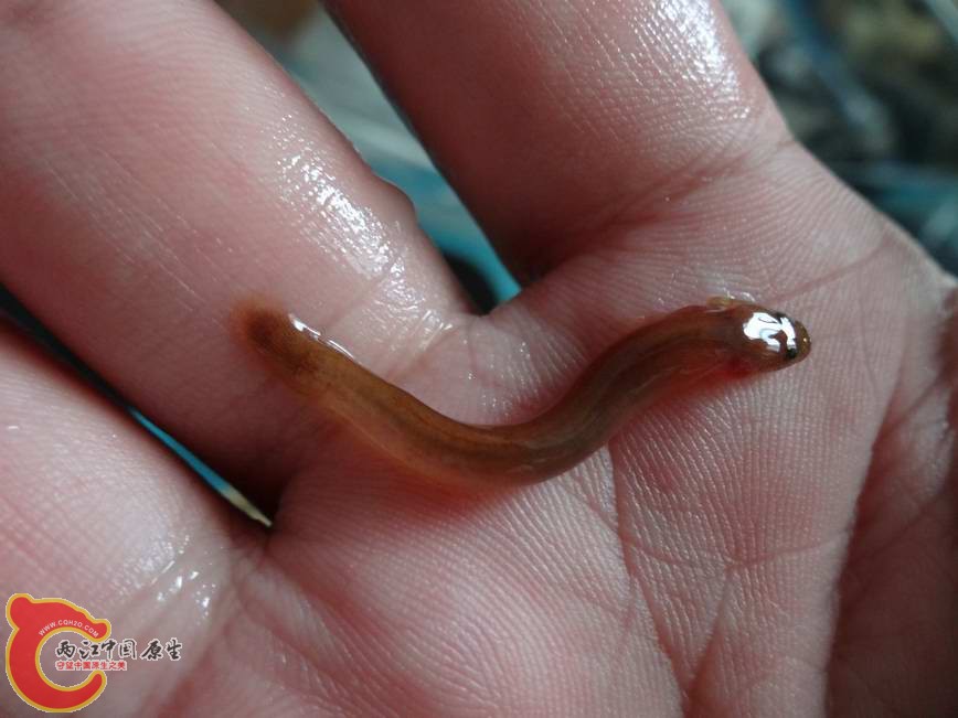 竿虾虎鱼Luciogobius guttatus (5).JPG