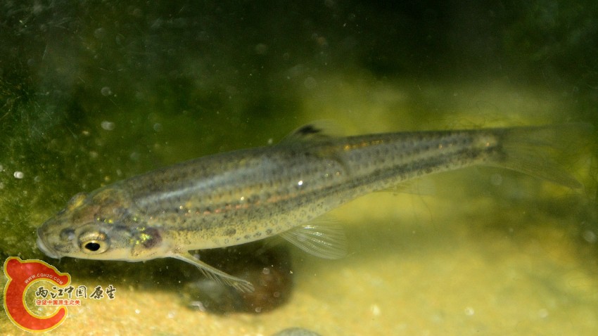 DSC_7537_02.JPG