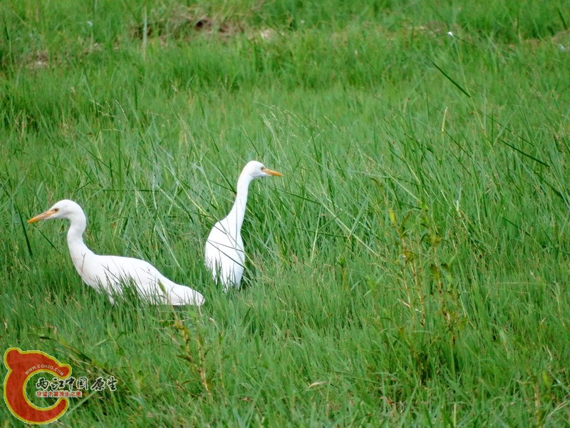 DSC00559.jpg