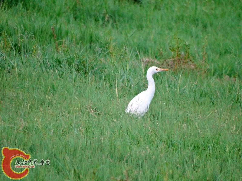 DSC00560.jpg