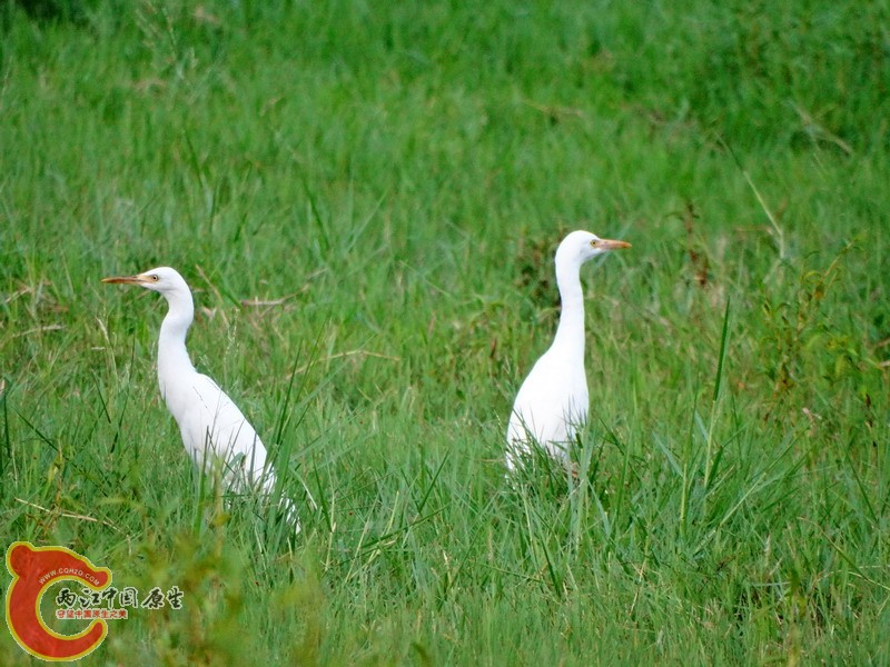 DSC00564.jpg