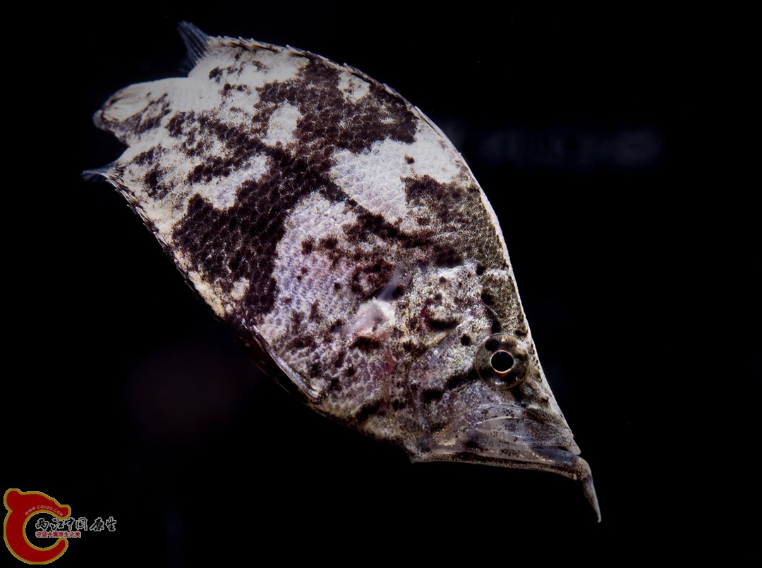 DSC05145_副本.jpg