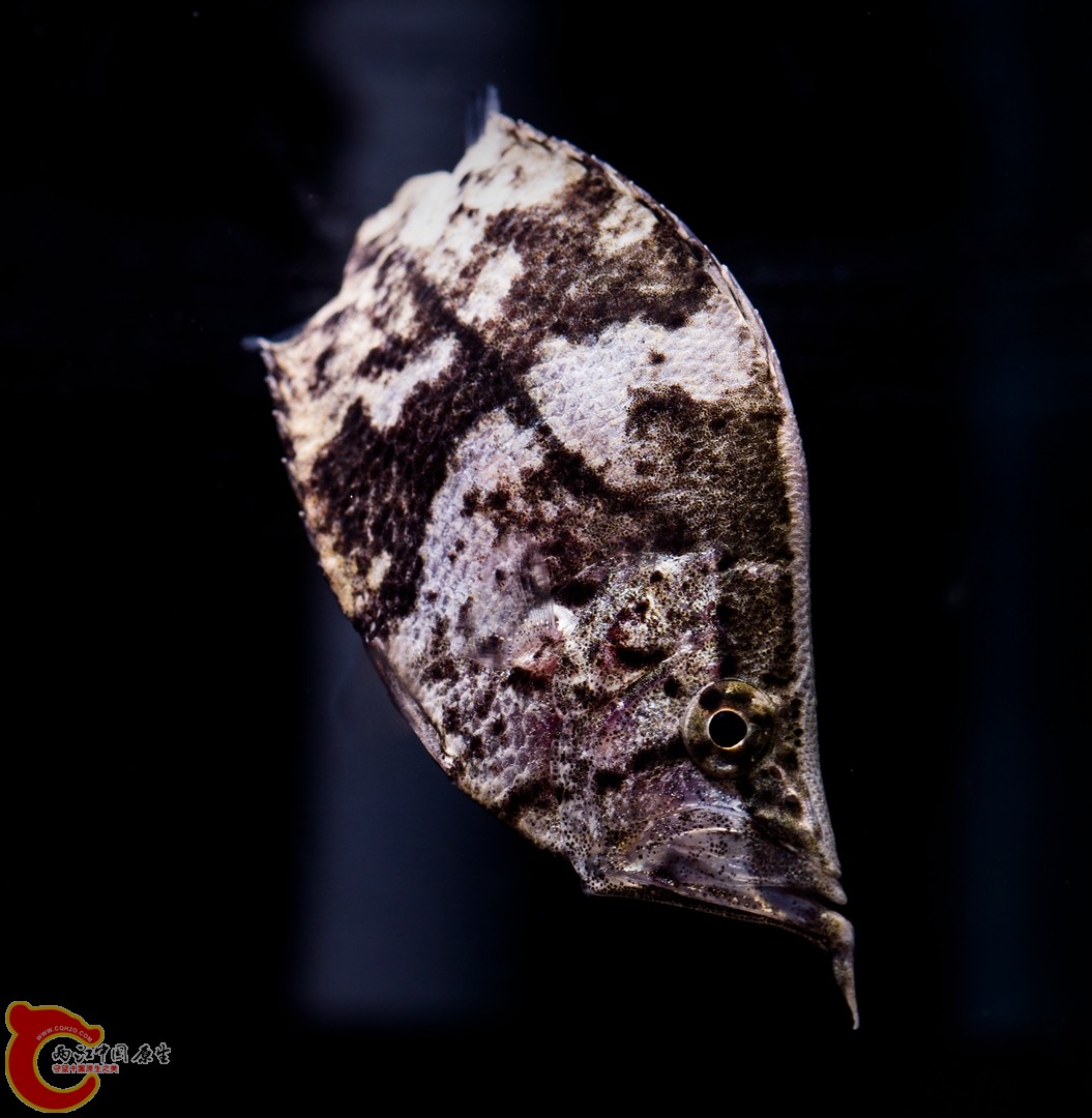 DSC05103_副本.jpg