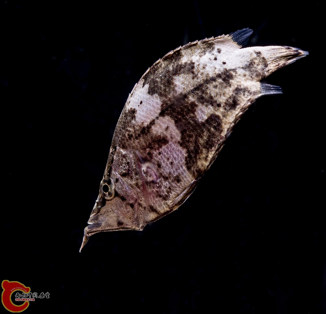 DSC05115_副本.jpg