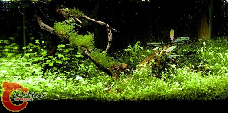 原草缸(已拆除) 原草缸(已拆除)