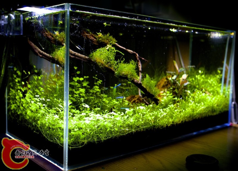 原草缸(已拆除) 原草缸(已拆除)