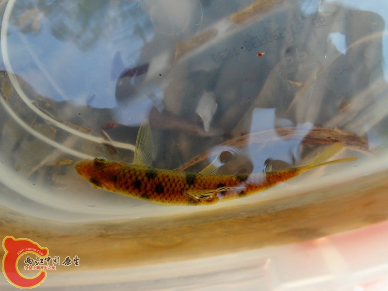 DSC00790.jpg