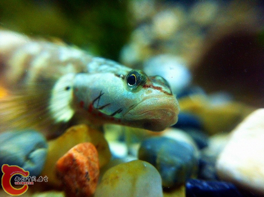 溪吻虾虎1.jpg
