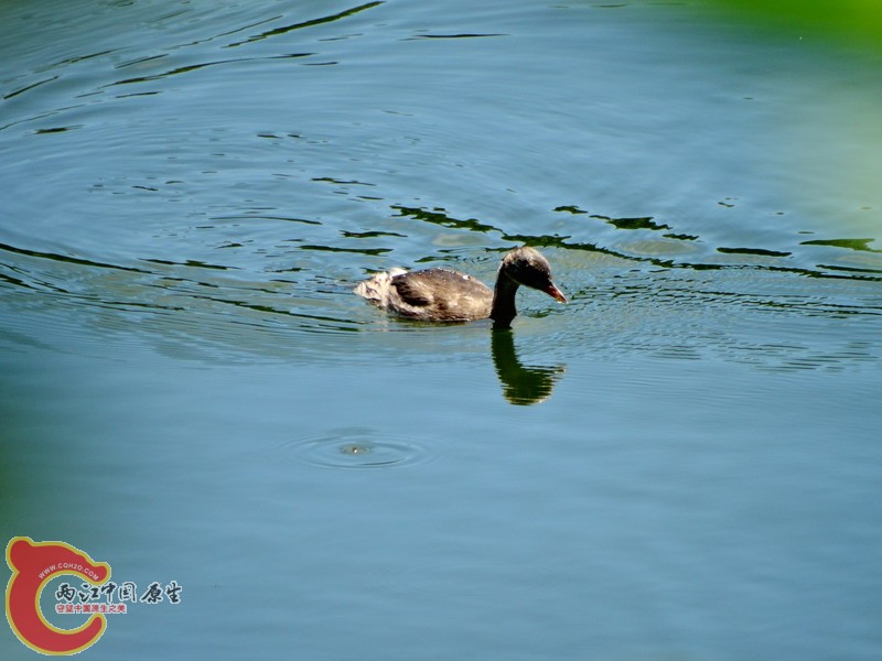 DSC00694.jpg