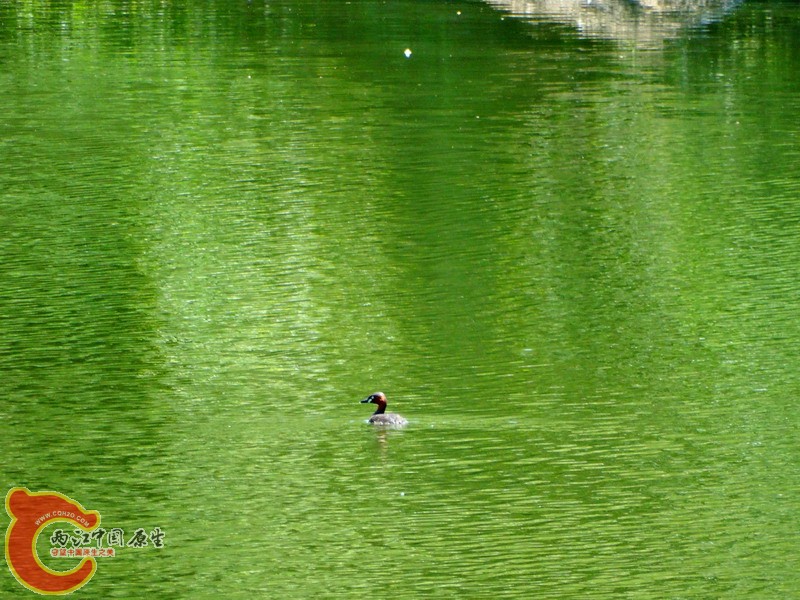 DSC00701.jpg