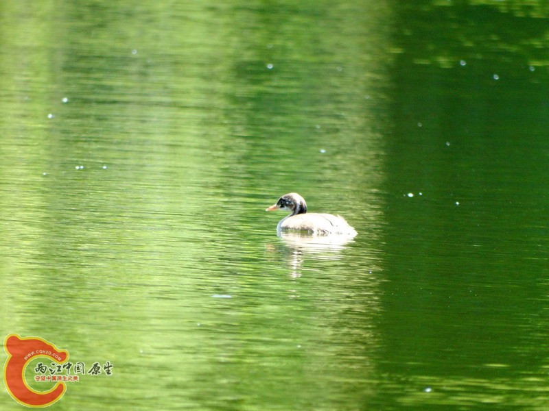 DSC00711.jpg