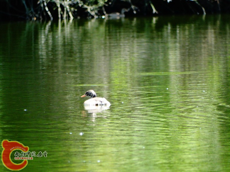 DSC00714.jpg