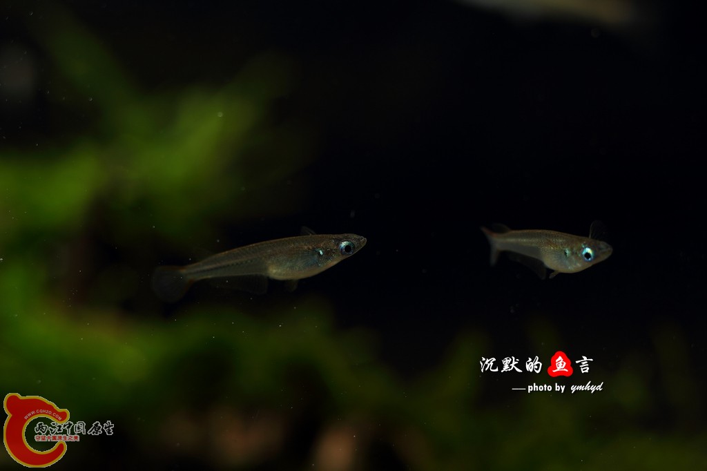 _MG_5115.jpg