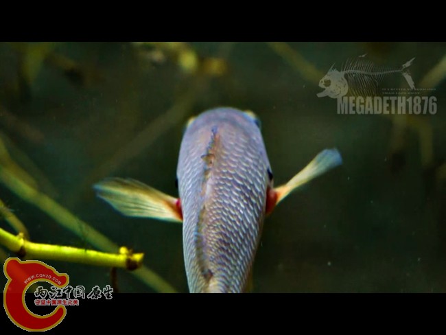 攀鲈(巴摩) Anabas testudineus (Climbing perch).jpg