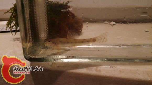 某鮈1