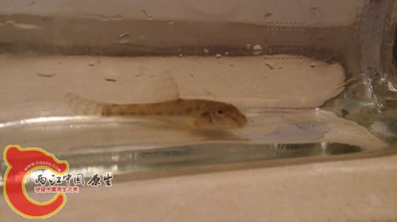 某鮈1