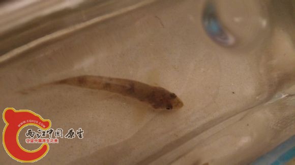 某鮈1
