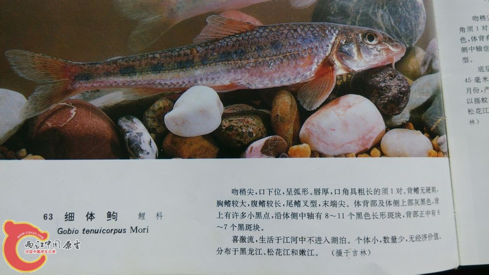 淡水鱼图鉴照的，分布地也很符合