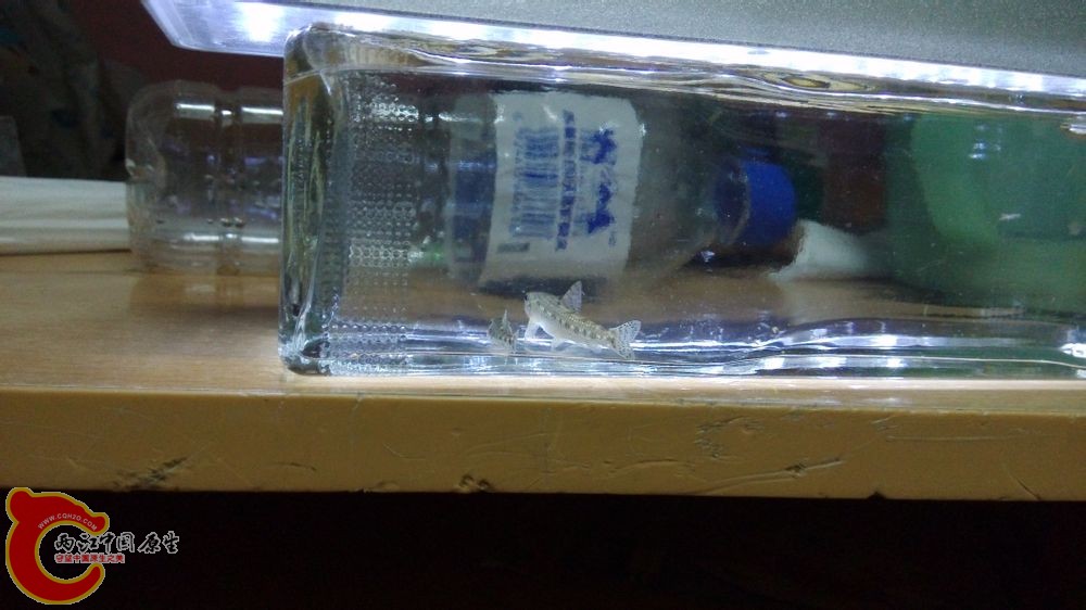 大的是某鮈1，小的某鮈2