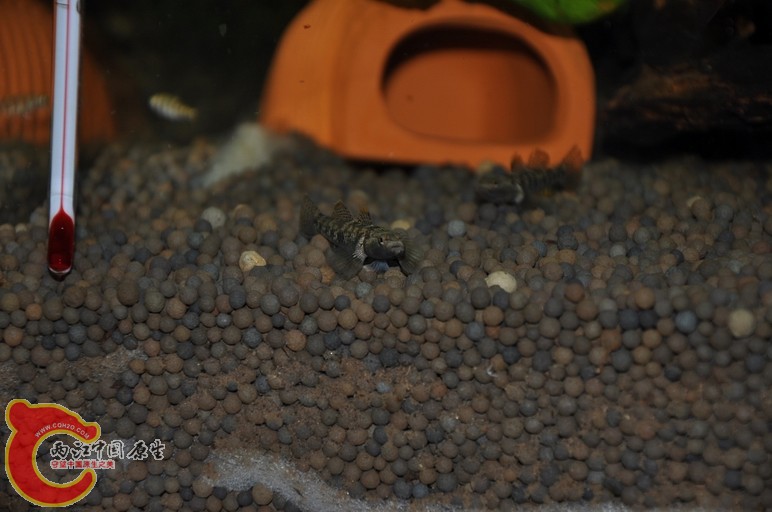 调整大小 调整大小 复制 DSC_0069.JPG