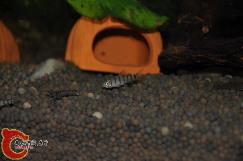 调整大小 调整大小 复制 DSC_0079.JPG