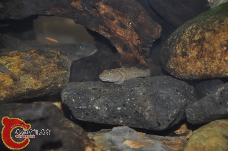 调整大小 调整大小 复制 DSC_0080.JPG