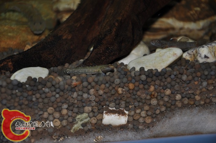 调整大小 调整大小 复制 DSC_0089.JPG