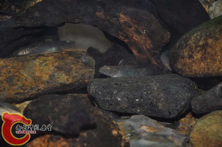 调整大小 调整大小 复制 DSC_0093.JPG