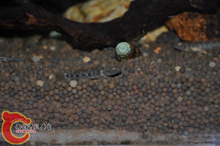 调整大小 调整大小 复制 DSC_0101.JPG