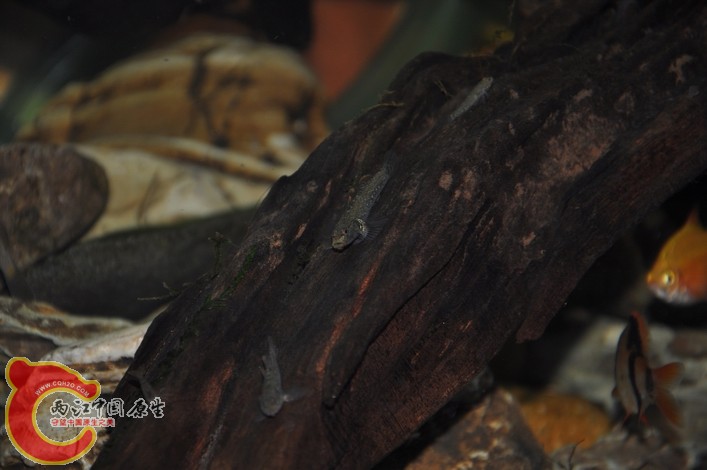 调整大小 调整大小 复制 DSC_0128.JPG