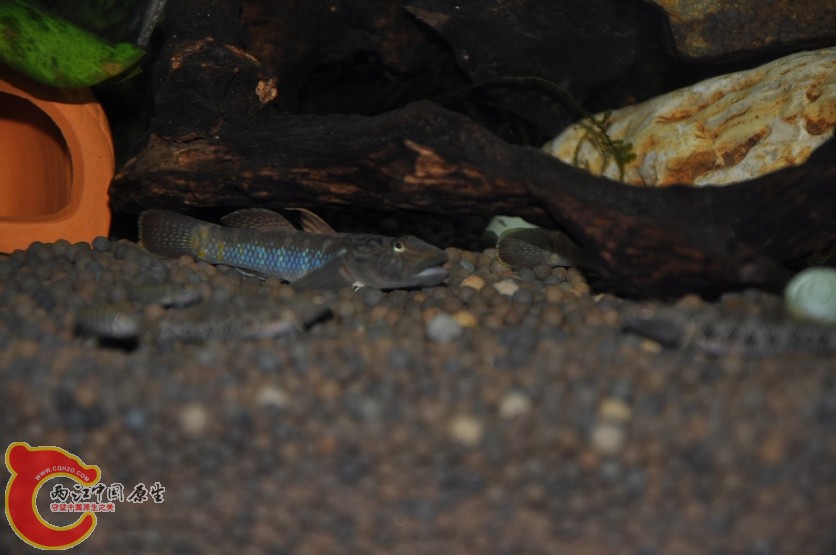 调整大小 调整大小 复制 DSC_0129.JPG