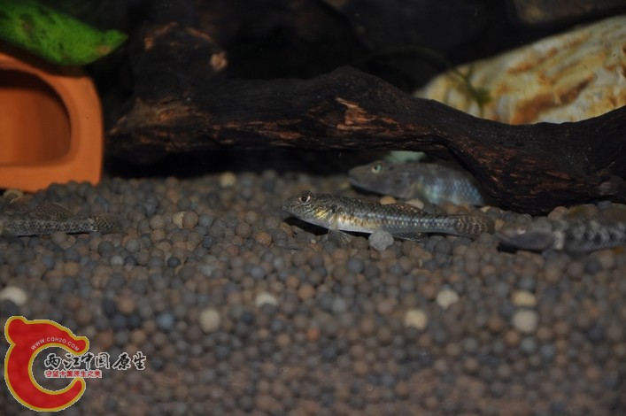 调整大小 调整大小 复制 DSC_0130.JPG