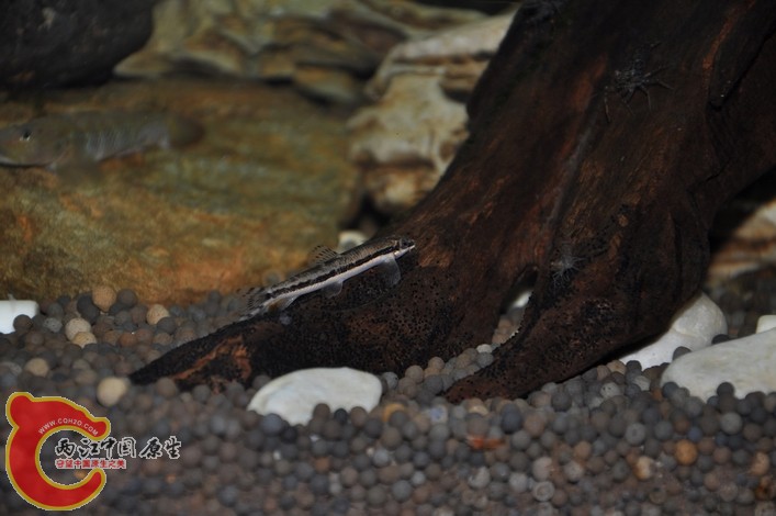 调整大小 调整大小 复制 DSC_0136.JPG