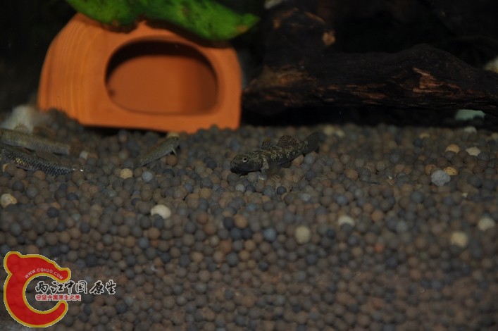 调整大小 调整大小 复制 DSC_0146.JPG