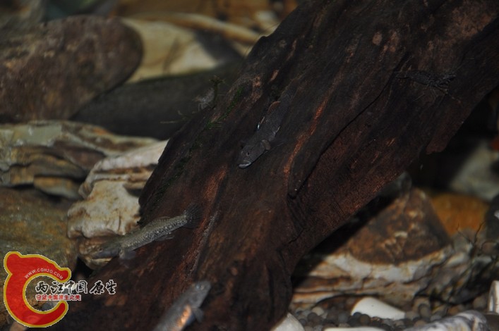 调整大小 调整大小 复制 DSC_0148.JPG