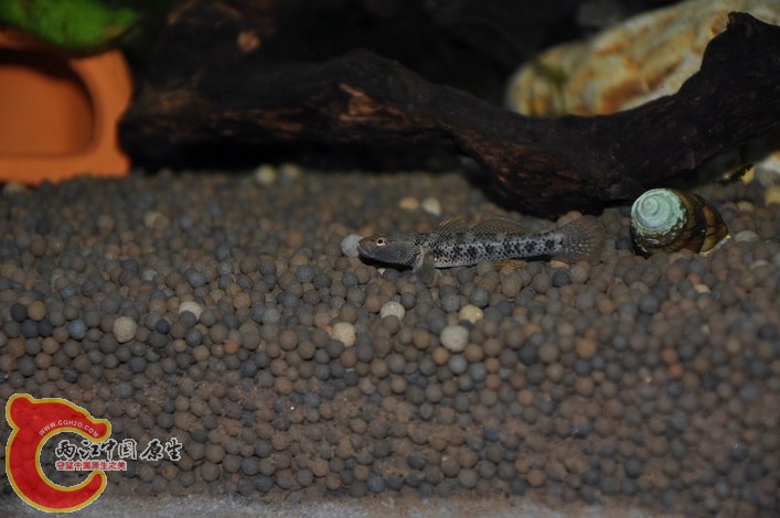 调整大小 调整大小 复制 DSC_0161.JPG